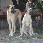 Kopie von _Silvia und Atūn_