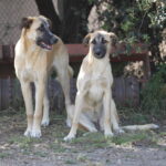 Kopie von _Silvia und Atūn_