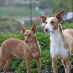 K640_Socks und Valle